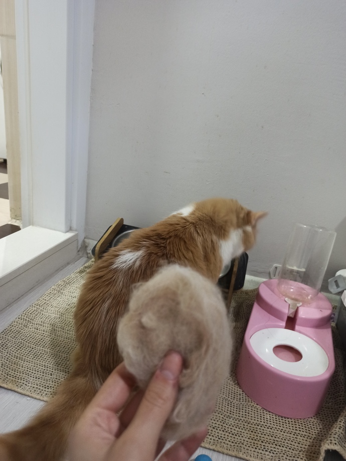 Kedimi tarayınca bu kadar çok tüy dökmesi normal mi, endişelenmeli miyim?