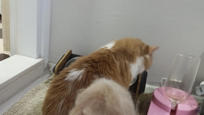 Kedimi tarayınca bu kadar çok tüy dökmesi normal mi, endişelenmeli miyim?