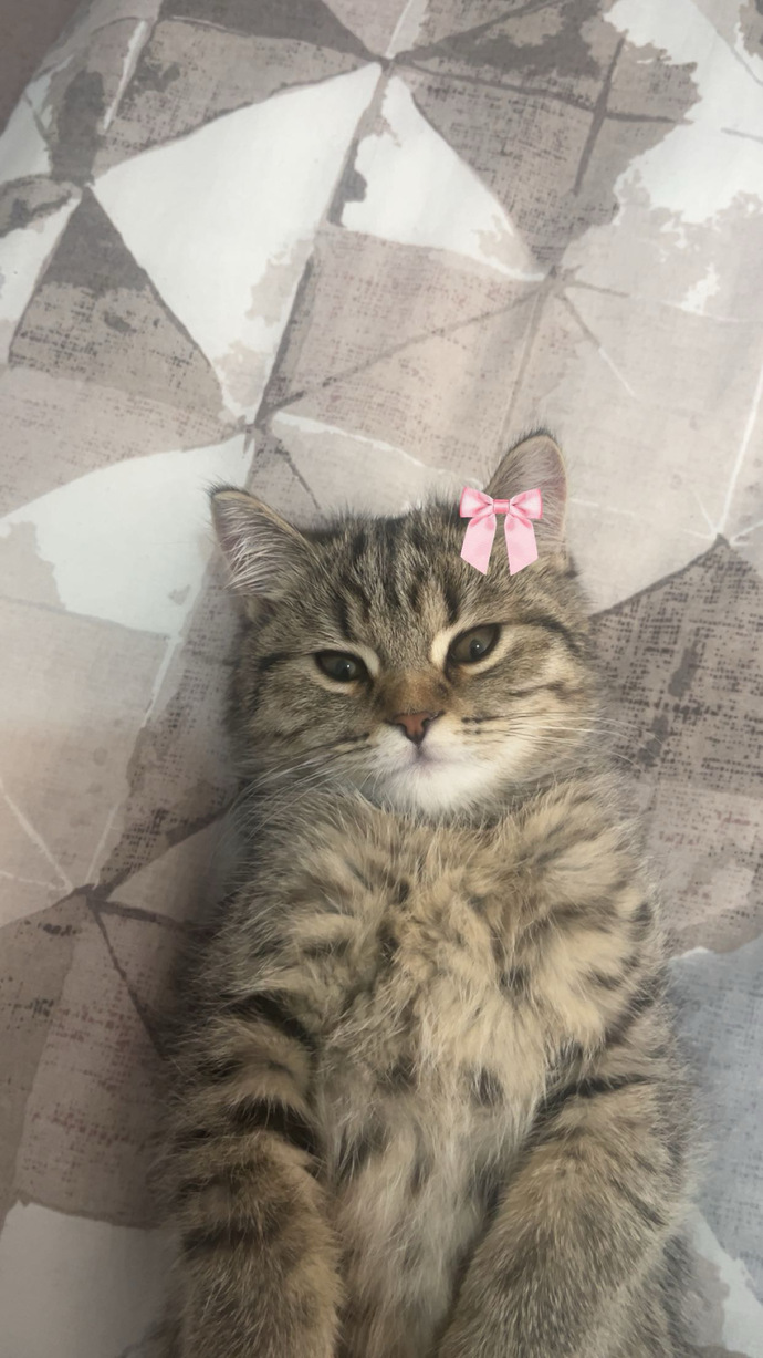 Kedim çok tatlı değil mi?