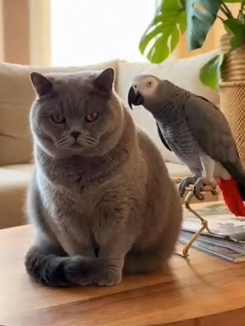 Evde british kedi ve jako papağanı bir arada beslemek zor mudur?