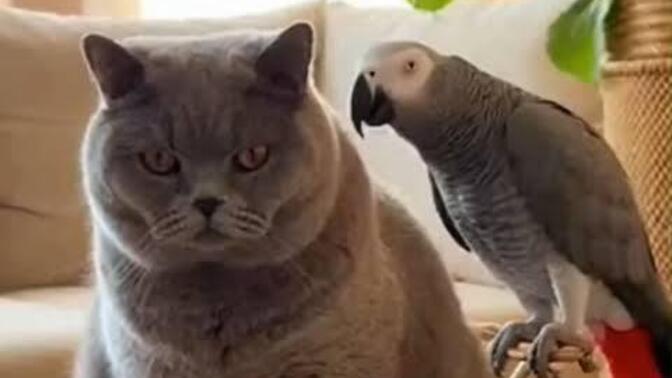 Evde british kedi ve jako papağanı bir arada beslemek zor mudur?