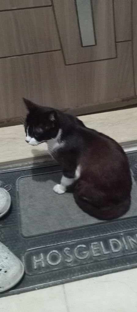 Bakıp mama verdiğimiz sokak kedisinin yavruları neden teker teker öldü?