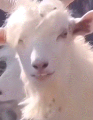 Melek misin yoksa şeytan mı 🤔?