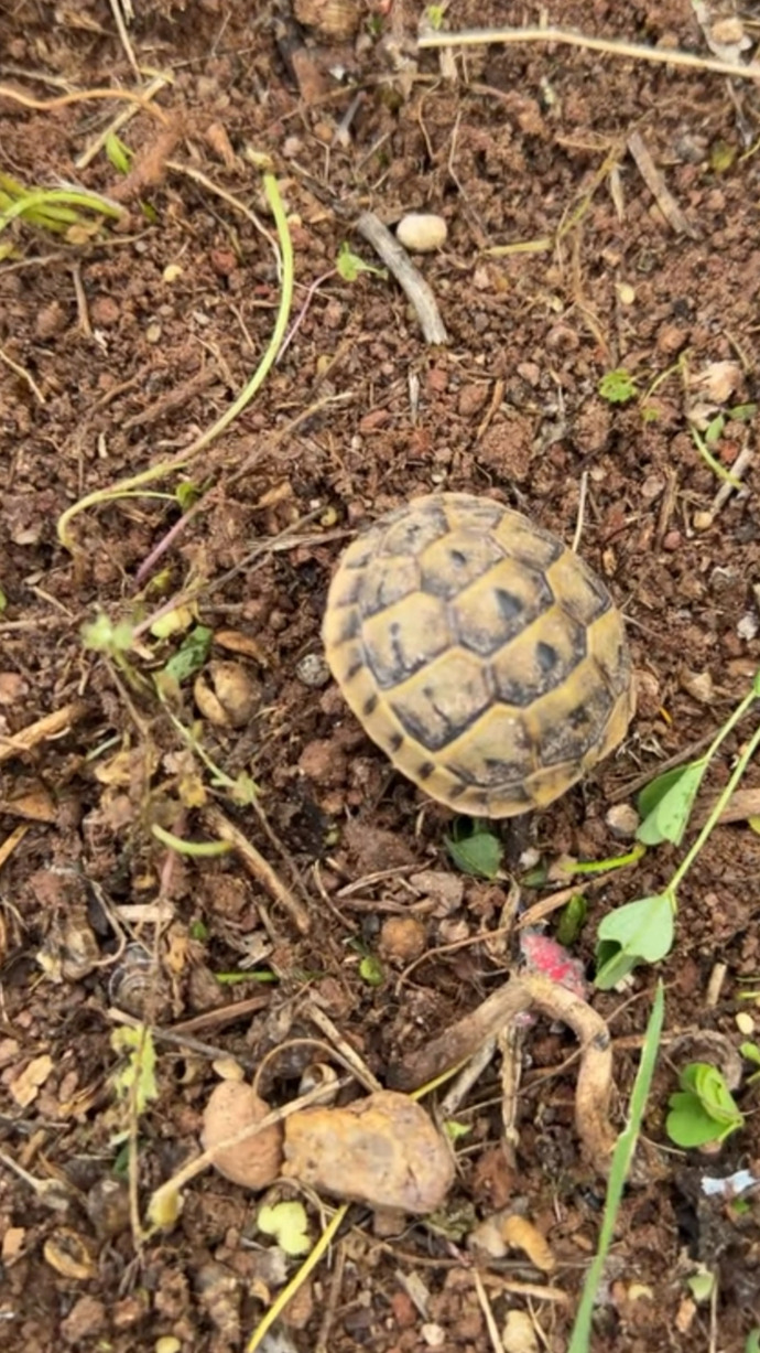 Evde küçük bir kaplumbağa beslesem ne olurkiğğğğğğ🤪🤭?