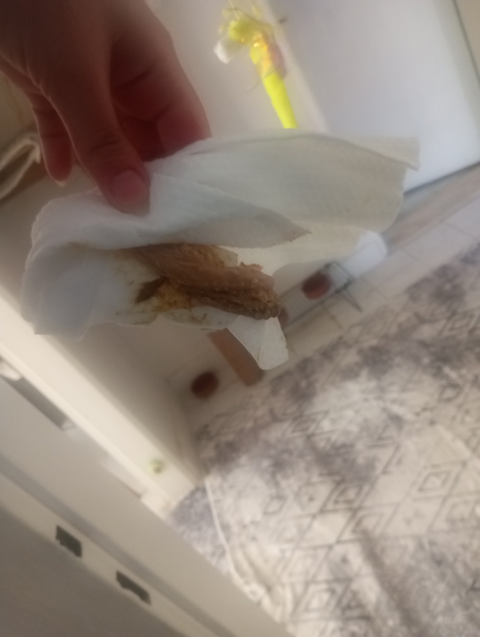 Kedimin poposuna yapışan uzun kaka, stres ve dışkıda kan neden olur, tehlikeli mi?