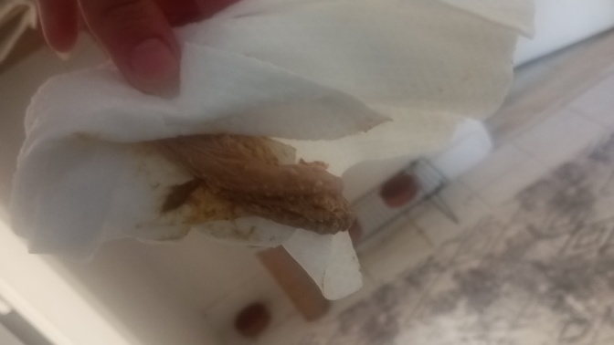 Kedimin poposuna yapışan uzun kaka, stres ve dışkıda kan neden olur, tehlikeli mi?