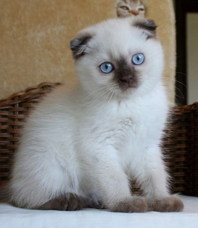 En sevdiğiniz kedi türü nedir, sizin için de hepsi aynı mı yoksa favoriniz var mı?