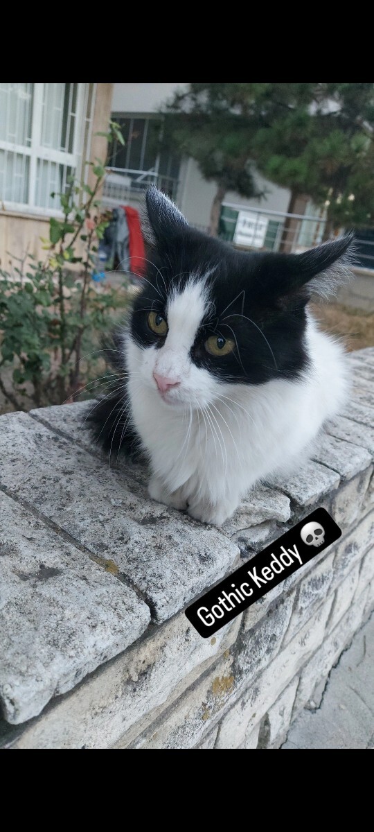 En sevdiğiniz kedi türü nedir, sizin için de hepsi aynı mı yoksa favoriniz var mı?