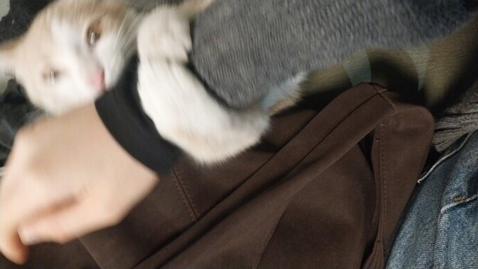 En sevdiğiniz kedi türü nedir, sizin için de hepsi aynı mı yoksa favoriniz var mı?