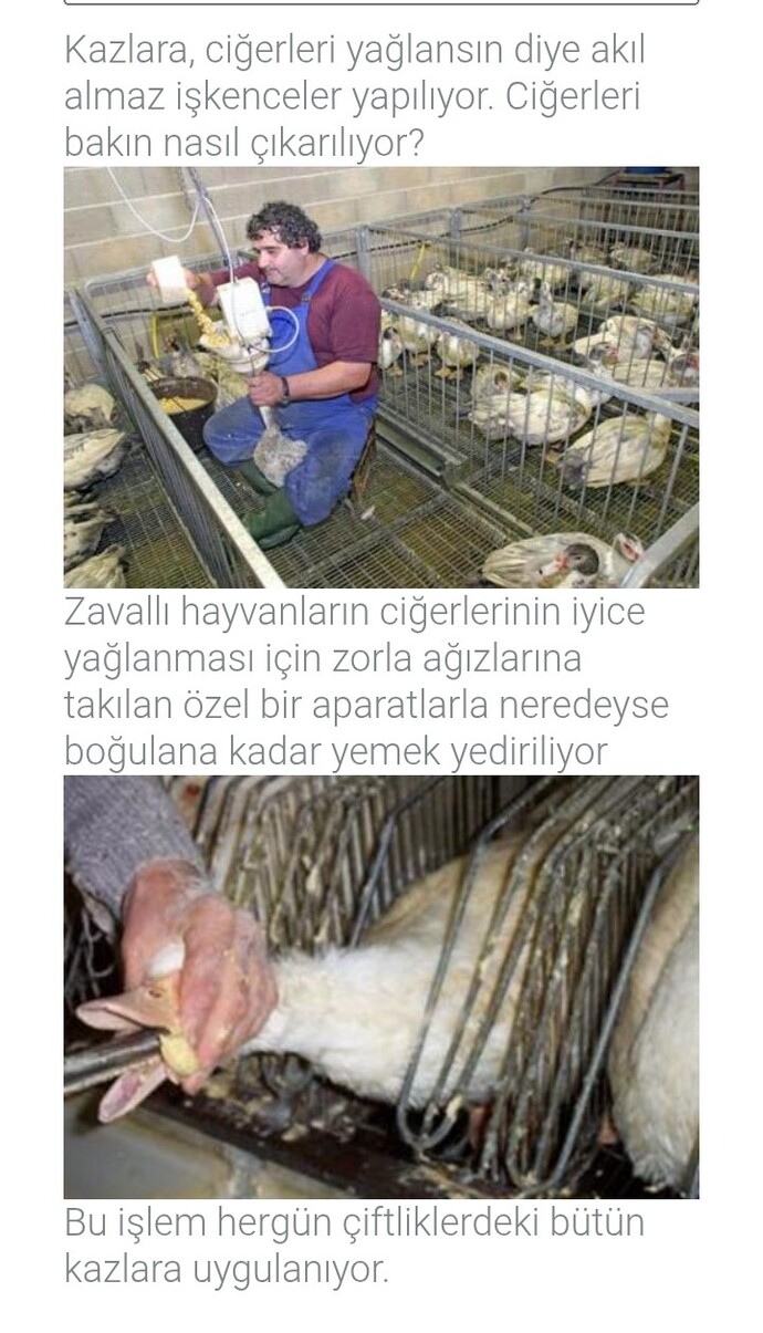 Kaz ciğeri nasıl yapılır görün bir insan bu zulme nasıl evet diyebilir herkes vicdanını sogulamalı degilmi?