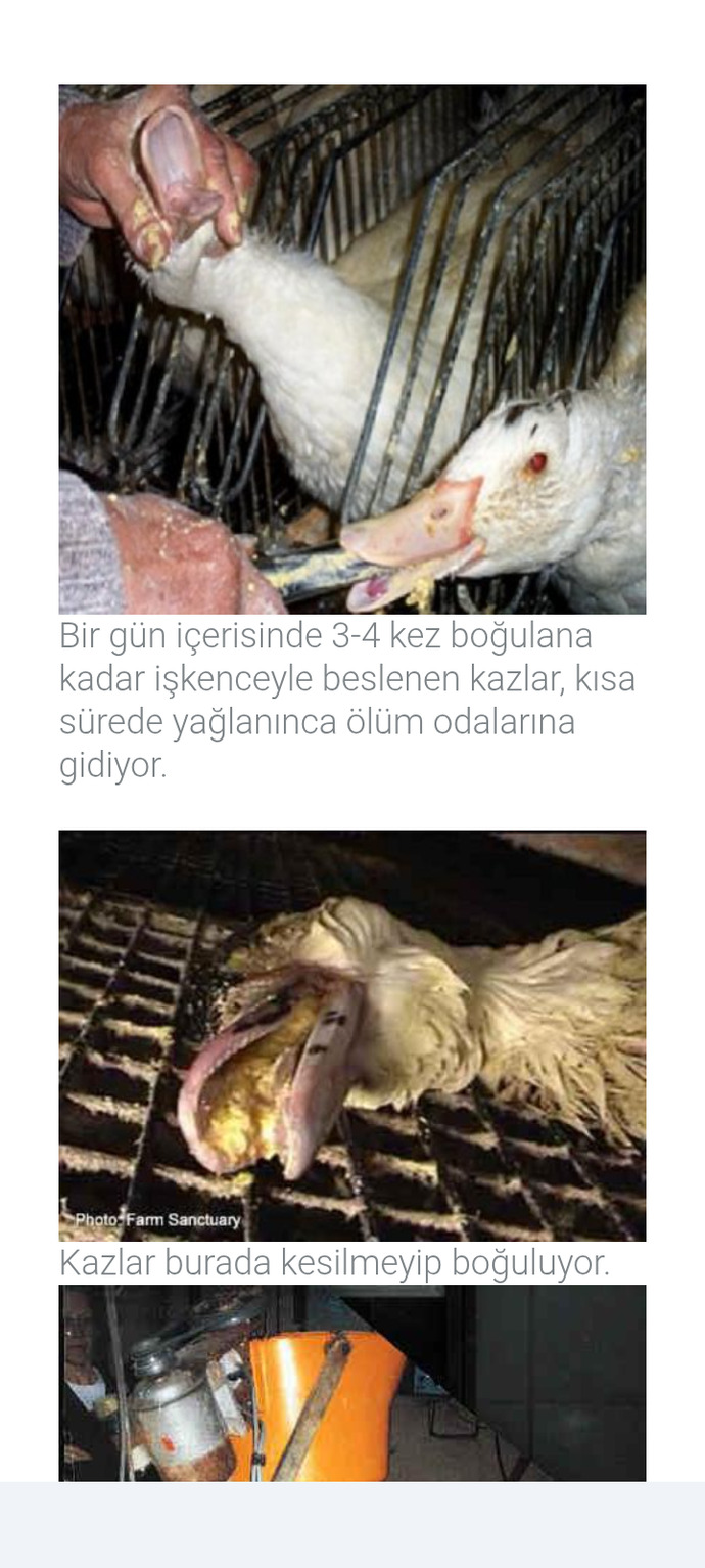 Kaz ciğeri nasıl yapılır görün bir insan bu zulme nasıl evet diyebilir herkes vicdanını sogulamalı degilmi?