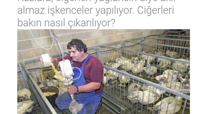 Kaz ciğeri nasıl yapılır görün bir insan bu zulme nasıl evet diyebilir herkes vicdanını sogulamalı degilmi?