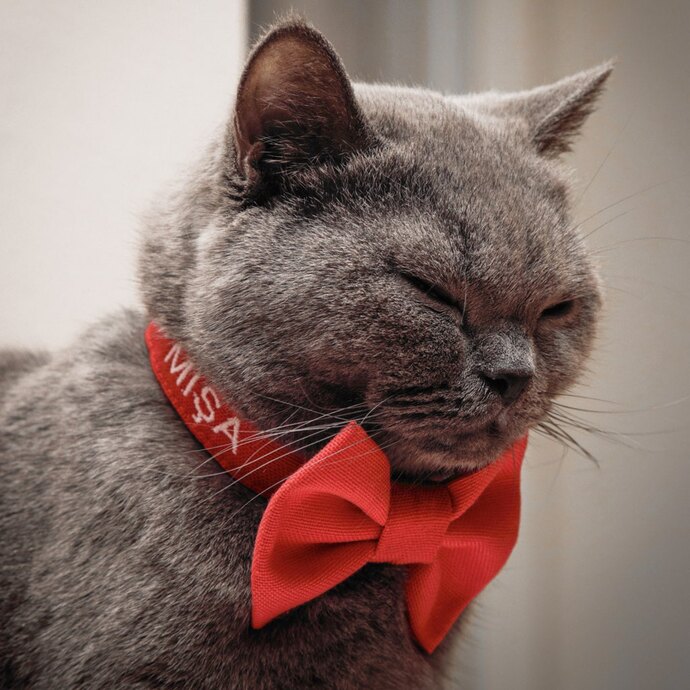 Kedi gezdirme kombinim nasıl olmuş?