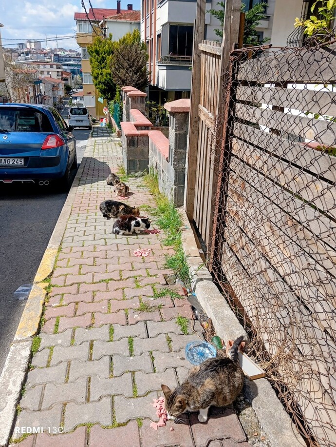 Sokak kedilerini sevip besliyor musunuz, onların rızkına vesile oluyor musunuz?