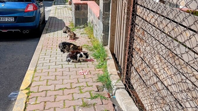 Sokak kedilerini sevip besliyor musunuz, onların rızkına vesile oluyor musunuz?