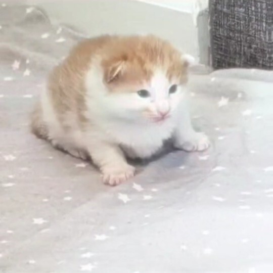Kedi olsaydın hangi kedi türü olurdun, hangi cins kedi olmak isterdin?