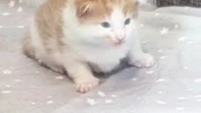 Kedi olsaydın hangi kedi türü olurdun, hangi cins kedi olmak isterdin?