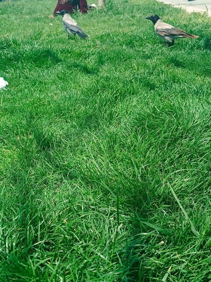 Kargaları da benim gibi şapşik bulan var mı, sizce kargalar neden bu kadar tatlı kuşlar?