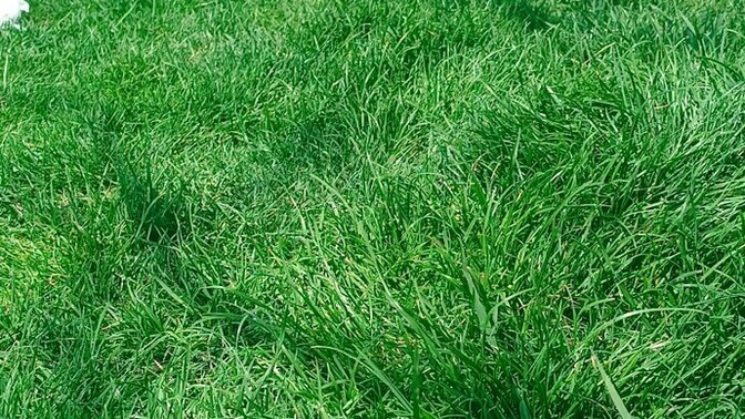 Kargaları da benim gibi şapşik bulan var mı, sizce kargalar neden bu kadar tatlı kuşlar?