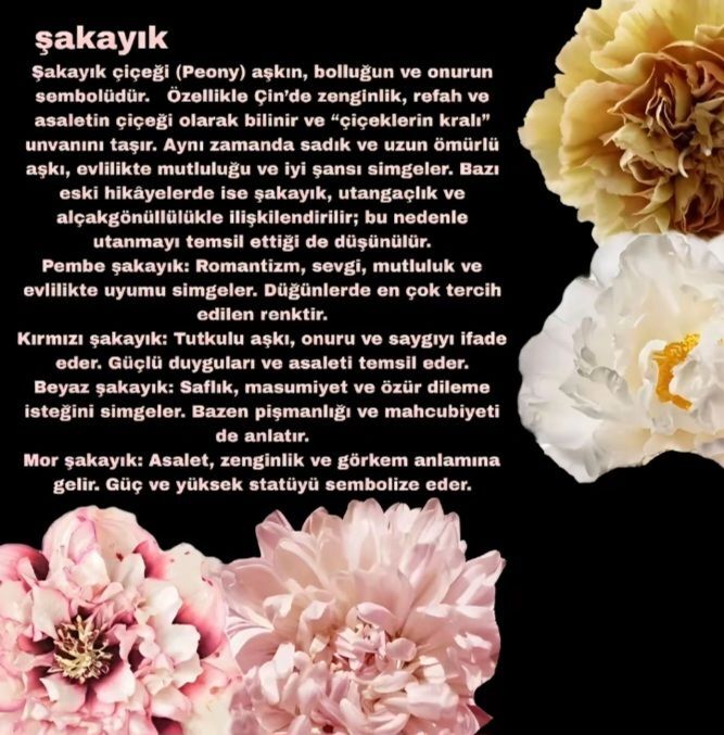 Bir çiçek olsanız hangi çiçek olurdunuz?