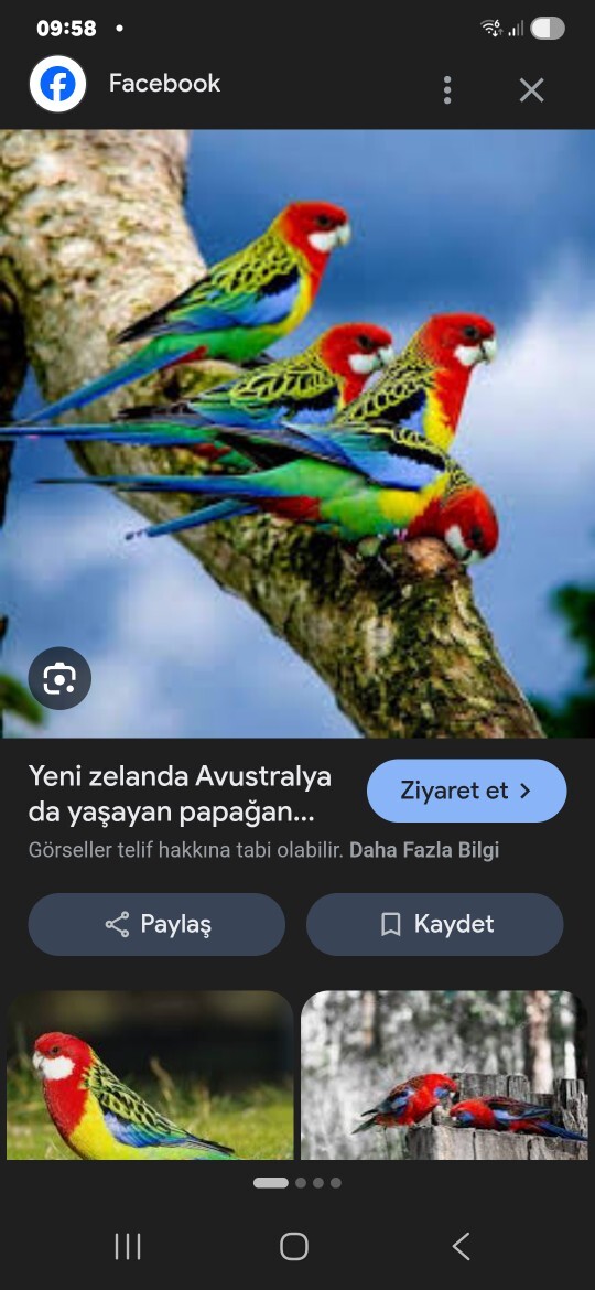 Evcil sultan papağanı ve Avustralya papağanı doğada yaşar mı, salarsam hayatta kalabilir mi?