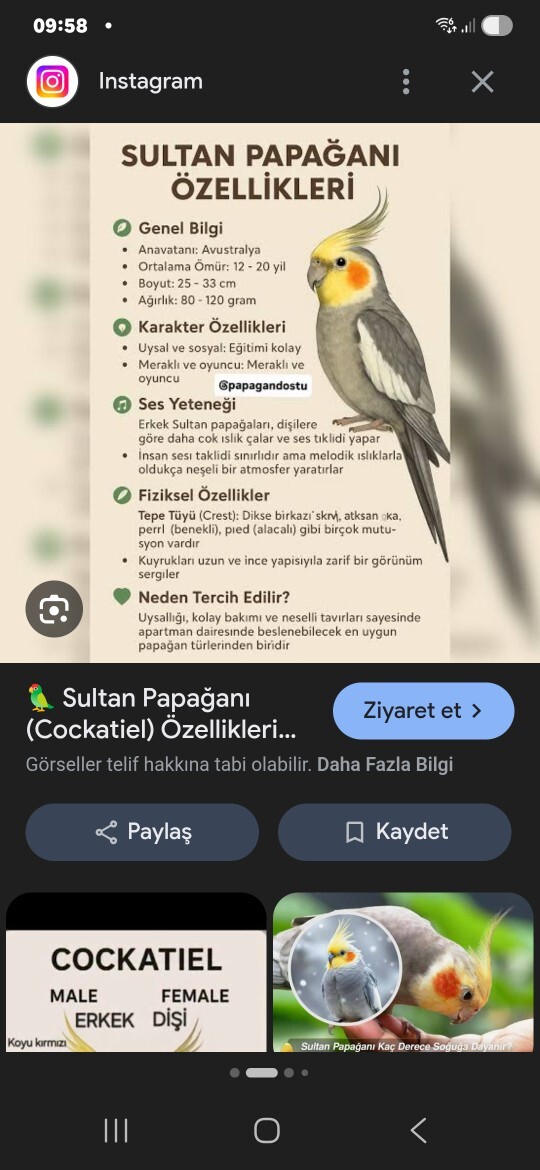 Evcil sultan papağanı ve Avustralya papağanı doğada yaşar mı, salarsam hayatta kalabilir mi?