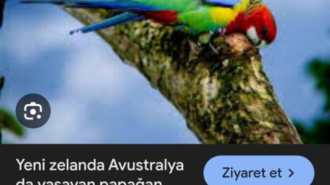 Evcil sultan papağanı ve Avustralya papağanı doğada yaşar mı, salarsam hayatta kalabilir mi?