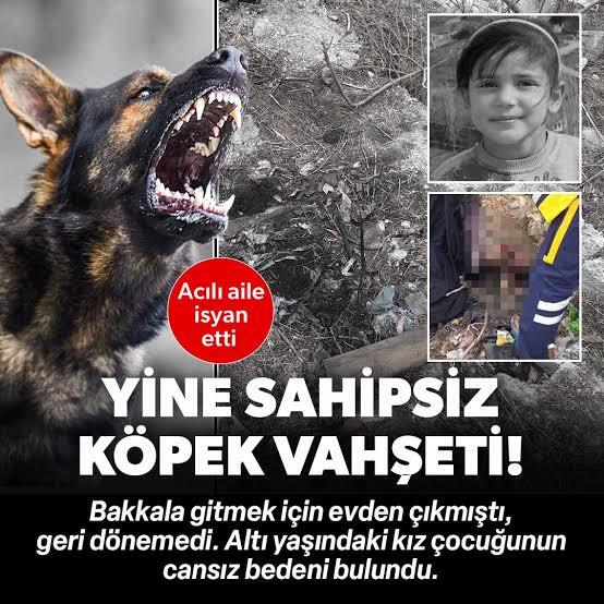 Sokak köpeği çeteleri ve sahipsiz köpek sorunu medeni bir ülkede nasil cozulmeli?