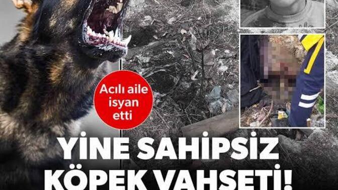 Sokak köpeği çeteleri ve sahipsiz köpek sorunu medeni bir ülkede nasil cozulmeli?