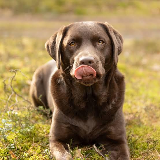 Sahibi ölen ve kimsenin istemediği bu köpeğe ne yapmalıyım, nasıl bir çözüm bulabilirim?