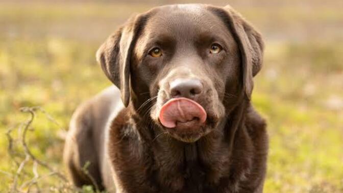 Sahibi ölen ve kimsenin istemediği bu köpeğe ne yapmalıyım, nasıl bir çözüm bulabilirim?