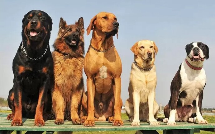 Kedi mi seviyorsun, köpek mi?