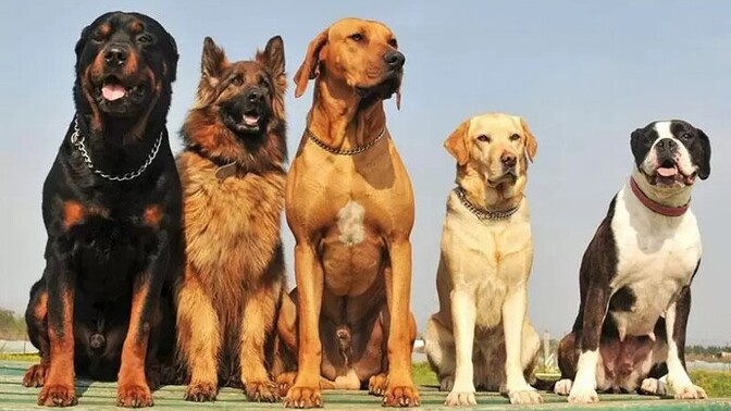 Kedi mi seviyorsun, köpek mi?