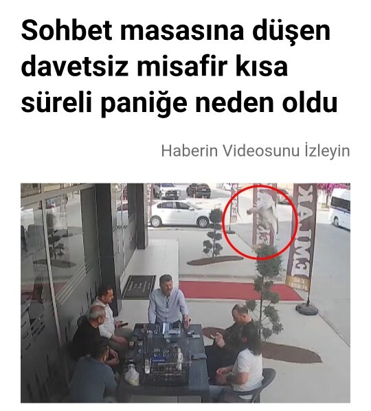 Tarsus’ta 5. kattan uçan bir tavuk masaya düştü; sizin masanıza düşse tepkiniz ne olurdu?