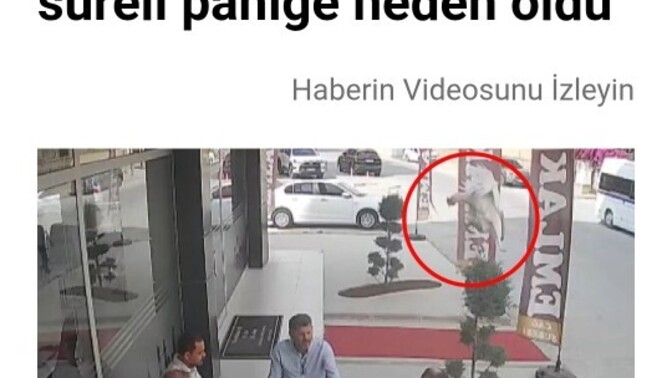 Tarsus’ta 5. kattan uçan bir tavuk masaya düştü; sizin masanıza düşse tepkiniz ne olurdu?