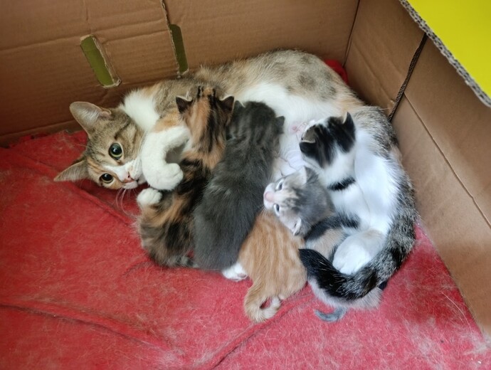 Kedileri sever misiniz, kedi sahipleri olarak en çok neyini seviyorsunuz?