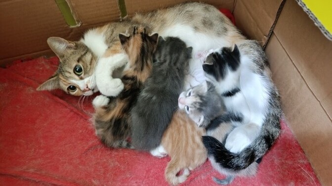 Kedileri sever misiniz, kedi sahipleri olarak en çok neyini seviyorsunuz?