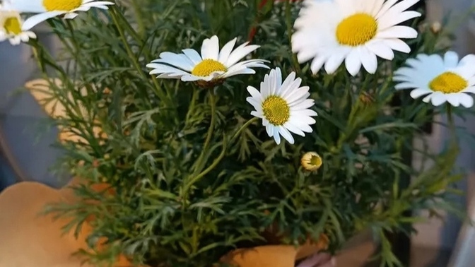 Hasta olunca arayıp soranınız çiçek yollayanınız var mı 🤧🤒 ?