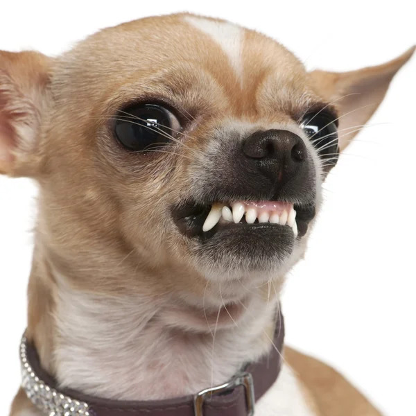 En sevimli ve sevdiğiniz köpek ırkları hangileri! Golden ve flandres cinsini beğeniyor musunuz?