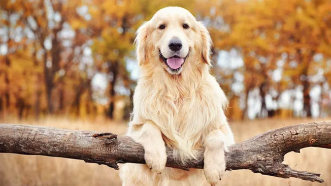 En sevimli ve sevdiğiniz köpek ırkları hangileri! Golden ve flandres cinsini beğeniyor musunuz?