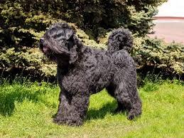 Hangi köpek ırkı daha koruyucu iç güdüye sahiptir! Flanders cinsi mi yoksa Sivas kangalı mı?