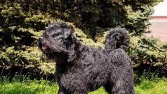 Hangi köpek ırkı daha koruyucu iç güdüye sahiptir! Flanders cinsi mi yoksa Sivas kangalı mı?