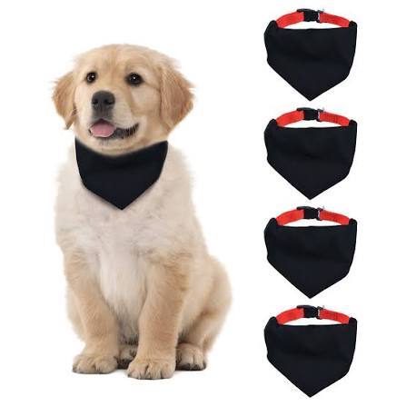 Köpeğinize bandana gibi aksesuarlar takar mısınız?