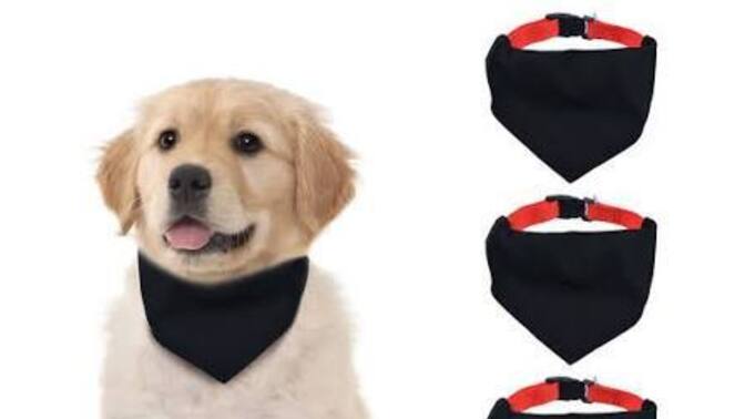 Köpeğinize bandana gibi aksesuarlar takar mısınız?