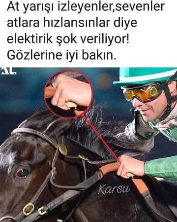 Lütfen at yarışlarına hayır dermisiniz?
