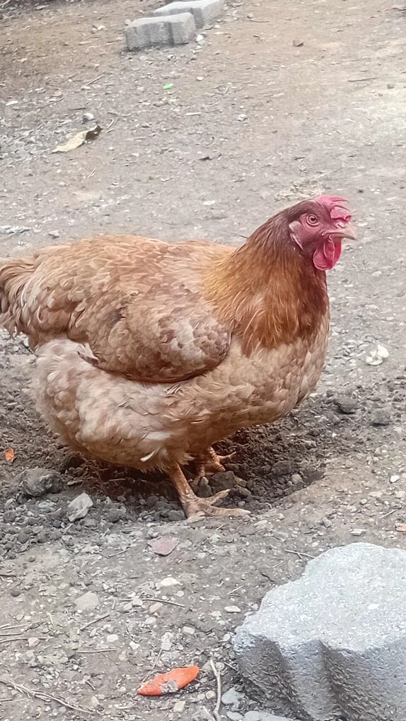 Aldatan, hakaret eden sevgilimden kopamıyorum, psikolojim bozuldu ne yapmalıyım?