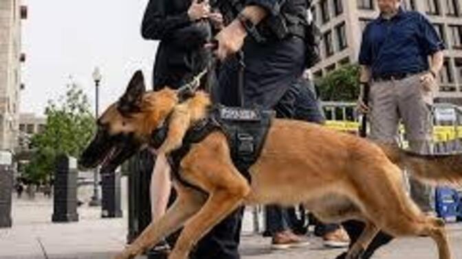 K34 köpeği olmasaydı emniyet teşkilatı uyuşturucu operasyonlarında başarılı olabilir miydi?