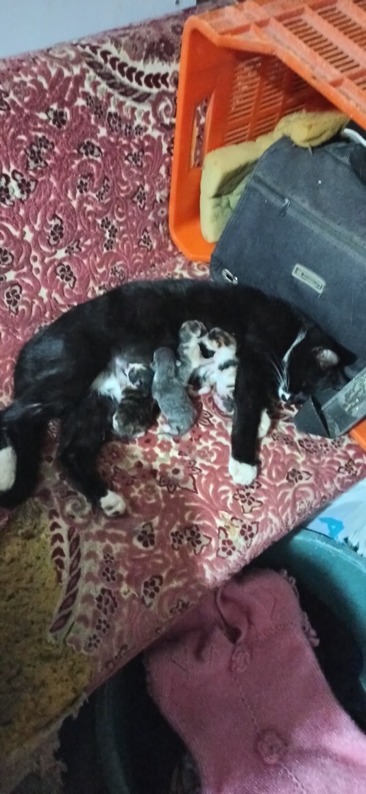 Bugün doğan yavru kedi ve anneleri nasıl görünüyor?