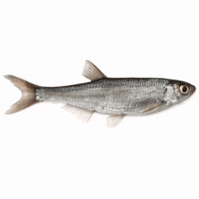 Apartlarda televizyonun arkasına takılan alet nedir dinleme cihazı mı?