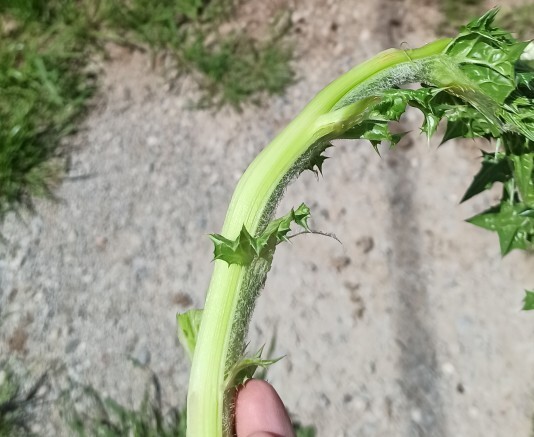Yabani ama tadı güzel yenilebilir otlar ve bitkiler neler, mevsimi geçmeden neleri denemeliyim?